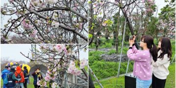 影音/賞櫻不必上山也不必出國！羅東櫻花季開始了