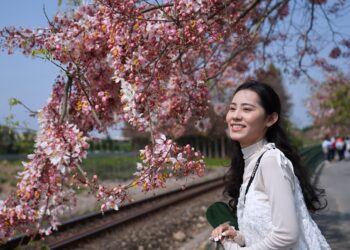 全台最美「鐵道櫻花廊道」現身   二水花旗木大爆發