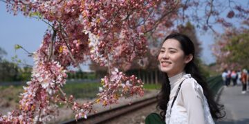 全台最美「鐵道櫻花廊道」現身   二水花旗木大爆發