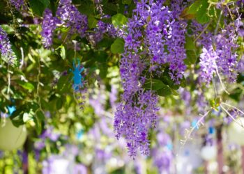 許願藤花季盛開!成美文化園賞花、拍照 兒童節優惠活動登場