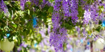 許願藤花季盛開!成美文化園賞花、拍照 兒童節優惠活動登場