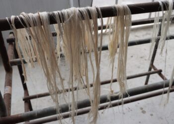 農糧纖維循環利用創多贏　香蕉假莖轉化為再生材料