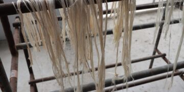 農糧纖維循環利用創多贏　香蕉假莖轉化為再生材料