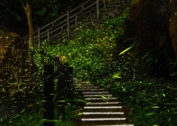 2026螢光奇緣　跟著「獨角龍豆豆&豆比」走進嘉義縣