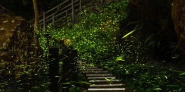 2026螢光奇緣　跟著「獨角龍豆豆&豆比」走進嘉義縣