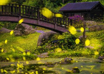 嘉義賞螢季首推注音導覽摺頁　打造親子生態教育新體驗