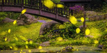 嘉義賞螢季首推注音導覽摺頁　打造親子生態教育新體驗