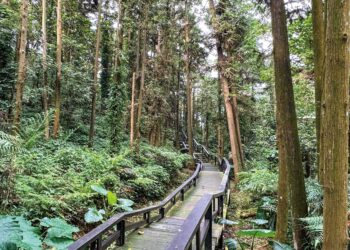 嘉義縣螢火蟲季登場 公興森態園區推出夜間賞螢活動