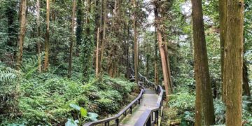 嘉義縣螢火蟲季登場　公興森態園區推出夜間賞螢活動