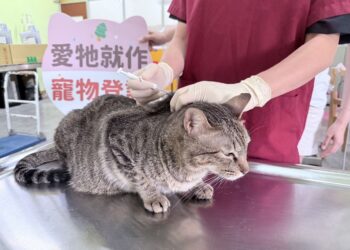 屏東縣家貓登記絕育　 5月1日開跑送禮券