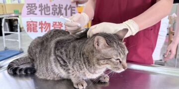 屏東縣家貓登記絕育　 5月1日開跑送禮券