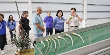 雲林縣推動鳳梨資材全循環　展現高值化產業循環經濟效益