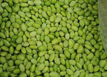 農糧署南區分署冷凍蔬菜 輕鬆上桌