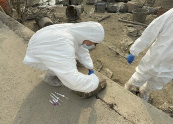 違規廚餘養豬屢勸不聽 家畜所開罰346萬元