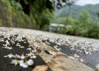 賞桐拿好康！2026 石碇桐花祭 5/2 登場     掃「新北幣」現領 100 元優惠