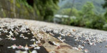 賞桐拿好康！2026 石碇桐花祭 5/2 登場     掃「新北幣」現領 100 元優惠