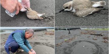 影音/東方環頸鴴落難竹安濕地 好心鳥友及時救援輾轉送交防疫所照護