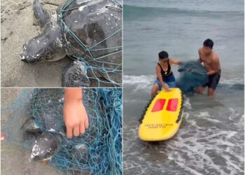 影音/「欖蠵龜」遭網纏困 海岸巡邏員即刻救援