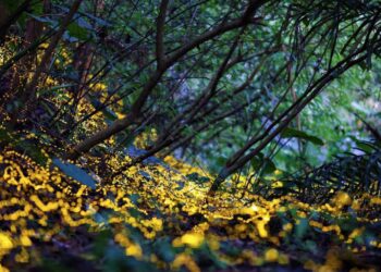 2026春夜螢光限定登場!小礁溪賞螢季開放報名  火金姑浪漫生態之旅