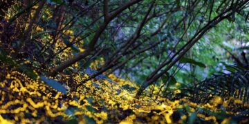 2026春夜螢光限定登場!小礁溪賞螢季開放報名  火金姑浪漫生態之旅