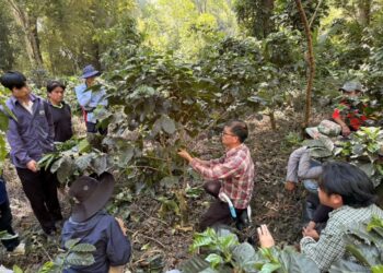國立暨南國際大學跨國深耕泰北　USR計畫助力咖啡產業技術升級