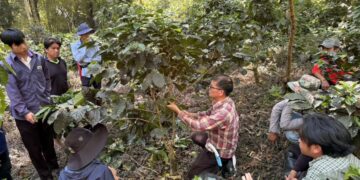 國立暨南國際大學跨國深耕泰北　USR計畫助力咖啡產業技術升級