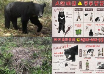 影音/山友請注意！ 棲蘭山100線林道有熊