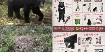 影音/山友請注意！ 棲蘭山100線林道有熊