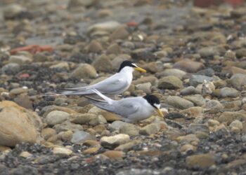 布袋鹽田設護鳥圍籬 打造安全繁殖環境守護小燕鷗