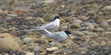 布袋鹽田設護鳥圍籬　打造安全繁殖環境守護小燕鷗