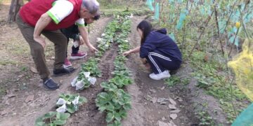 一場從泥巴到嘴巴的食農教育　福智學子的「草莓修練」 於逆境中收穫心靈甜美果實
