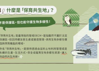 【棲地復育、生態共榮、成效顯著】全國首屆保育共生地認證，《草鴞、水雉》躍上國際舞臺