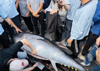 屏東東港第一鮪報到！　67歲船長洪福家首捕奪頭采