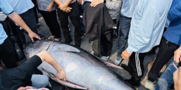 屏東東港第一鮪報到！　67歲船長洪福家首捕奪頭采