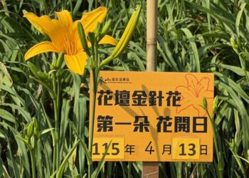 逢白沙屯媽祖繞境起駕日 虎山巖金針花16朵首日花創紀錄