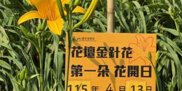 逢白沙屯媽祖繞境起駕日  虎山巖金針花16朵首日花創紀錄