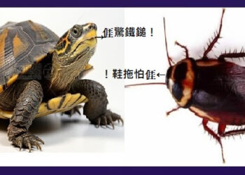 774◆社會欺詐蟑螂猖獗 人人鐵鎚拖把備妥