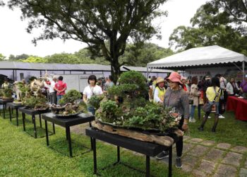 百年老樹搬進綠博！  一盆一世界方寸之間看見山林氣韻