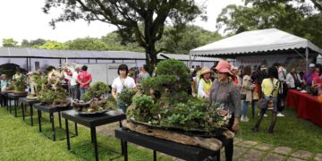 百年老樹搬進綠博！  一盆一世界方寸之間看見山林氣韻