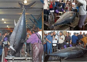 影音/2026蘇澳第一鮪出爐 全昌隆168號3度奪冠寫傳奇