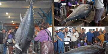 影音/2026蘇澳第一鮪出爐 全昌隆168號3度奪冠寫傳奇