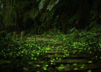 搭搖槳船看螢火蟲！碧潭「擺渡賞螢趣」浪漫回歸     深度解說探索星光森林