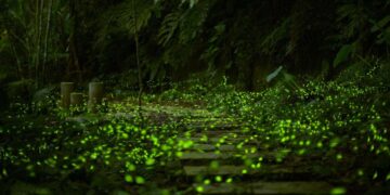 搭搖槳船看螢火蟲！碧潭「擺渡賞螢趣」浪漫回歸     深度解說探索星光森林