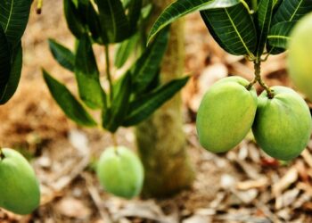 台東「夏雪」了  芒果界LV六月中登場  限定四十天的頂級美味