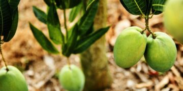 台東「夏雪」了  芒果界LV六月中登場  限定四十天的頂級美味