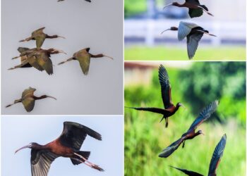 這裡有鳥事/影音/彩䴉飛臨 行蹤飄忽！鳥友苦尋
