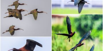 這裡有鳥事/影音/彩䴉飛臨 行蹤飄忽！鳥友苦尋