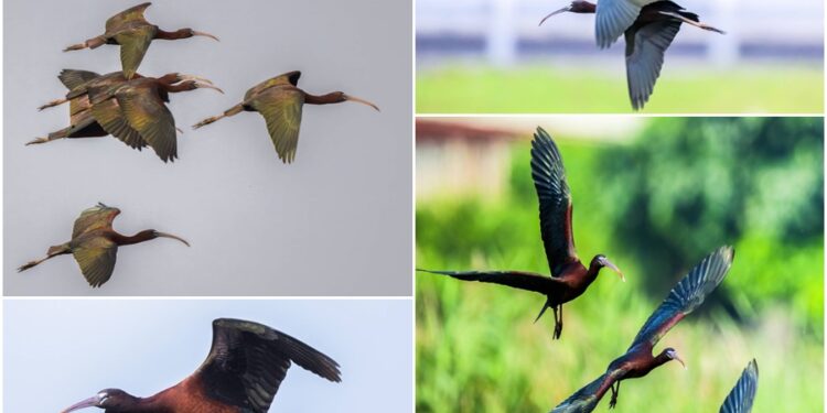 這裡有鳥事/影音/彩䴉飛臨 行蹤飄忽！鳥友苦尋