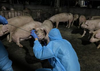 未登記養豬場違法餵飼廚餘　屏縣府重罰43萬元防非洲豬瘟