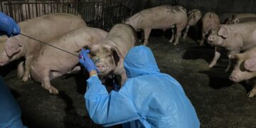 未登記養豬場違法餵飼廚餘　屏縣府重罰43萬元防非洲豬瘟